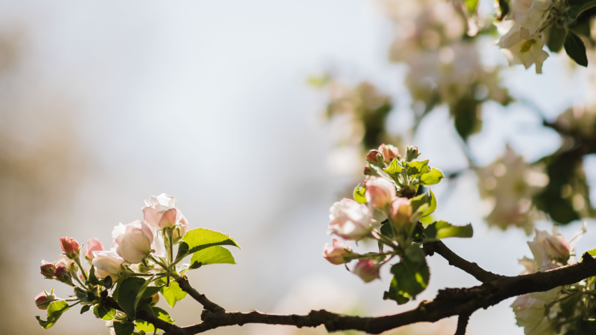 Der Thurgau im Blütenrausch